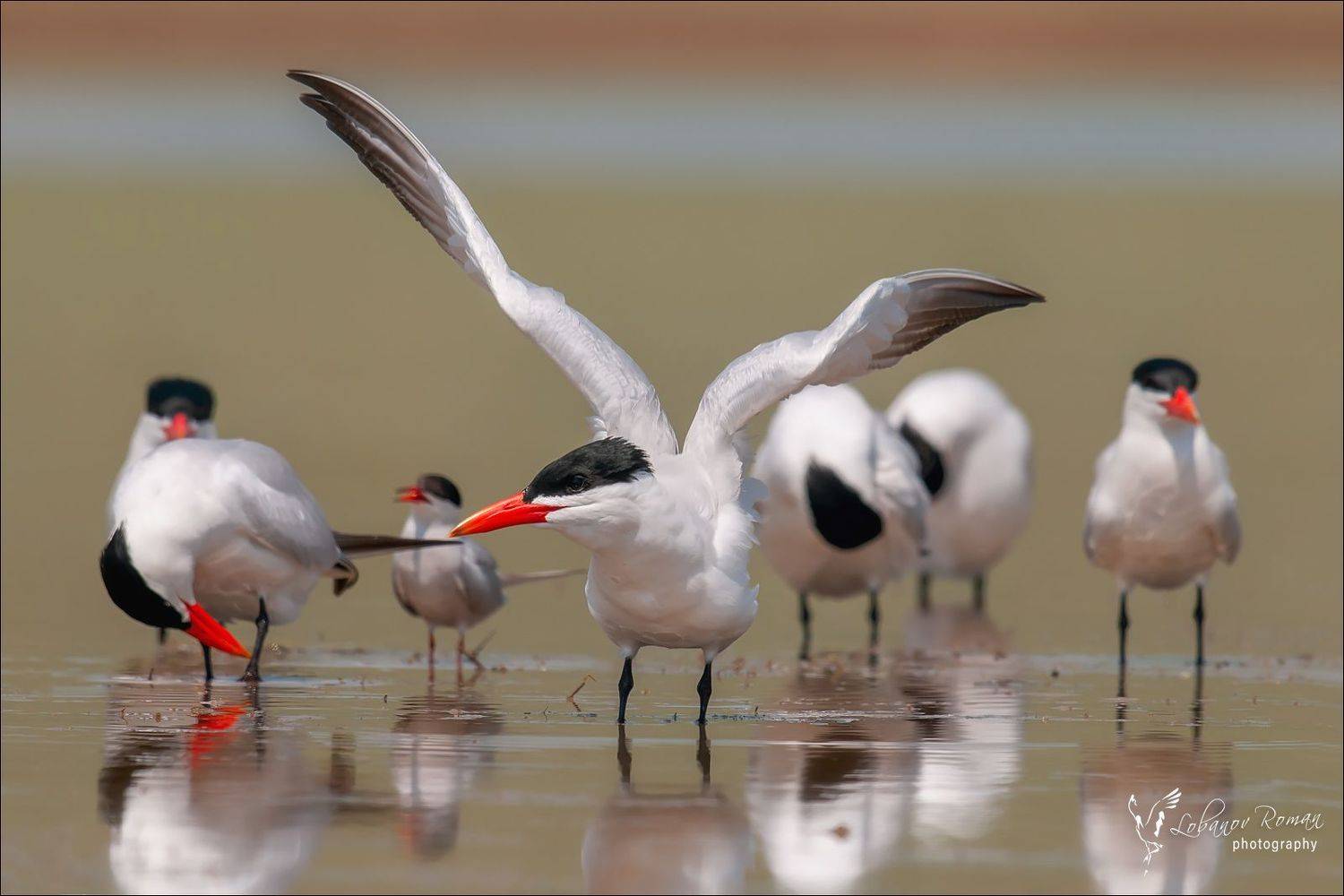 * * * . Автор: Лобанов Роман , Лобанов Роман