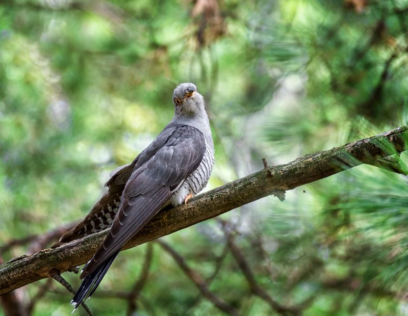 птица, кукушка, лес, Ты сними, сними меня, фотограф!photo preview