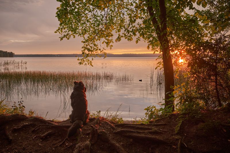 рассвет,валдай,валдайское озеро,озеро,собака,берег,утро,летнее утро Рассвет на Валдайском озере фото превью
