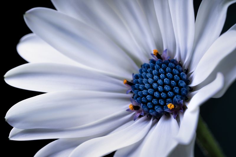 ромашка, лепестки, макро, цветок Синеглазая ромашкаphoto preview