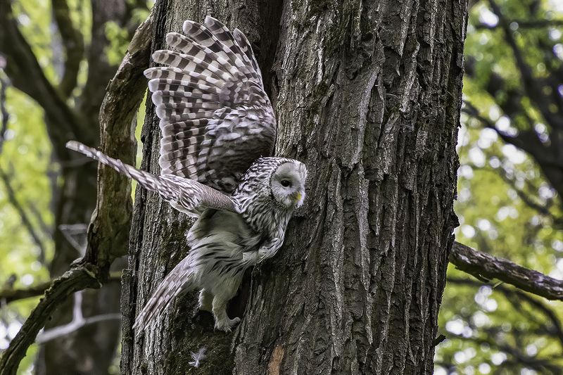 неясыть, гнездо, лес У гнездаphoto preview
