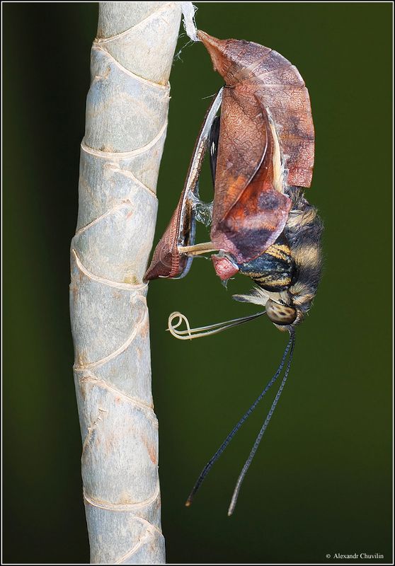куколка,бабочка,коробочка,открылась И вот однажды коробочка открылась фото превью