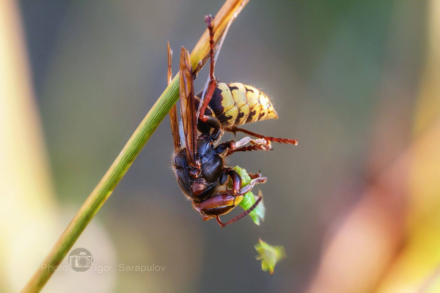 Шершень и его жертва. Автор: Сарапулов Игорь шершень, фотоохота, фото на ходу, охота, оса, насекомое, макросъёмка, вверх ногами, vespa, macro, live for the story, kwanon photo,, Сарапулов Игорь