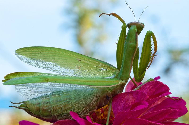 КРАСОПЕТА :))))photo preview