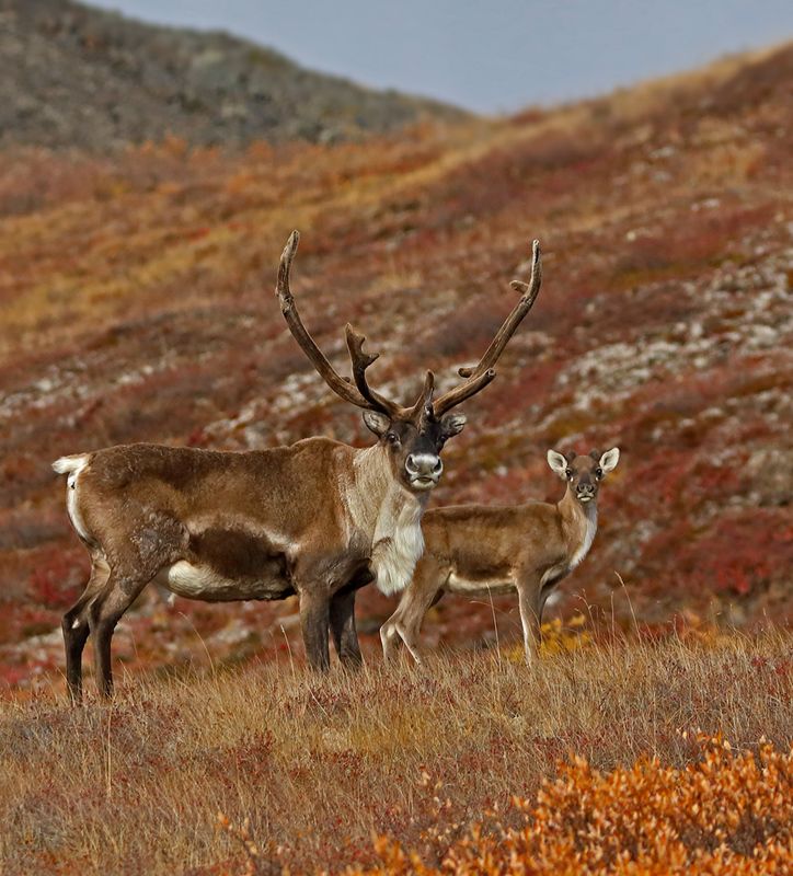 «Отец одиночка»photo preview