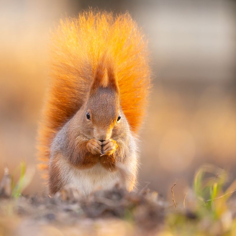 Squirrel photo preview