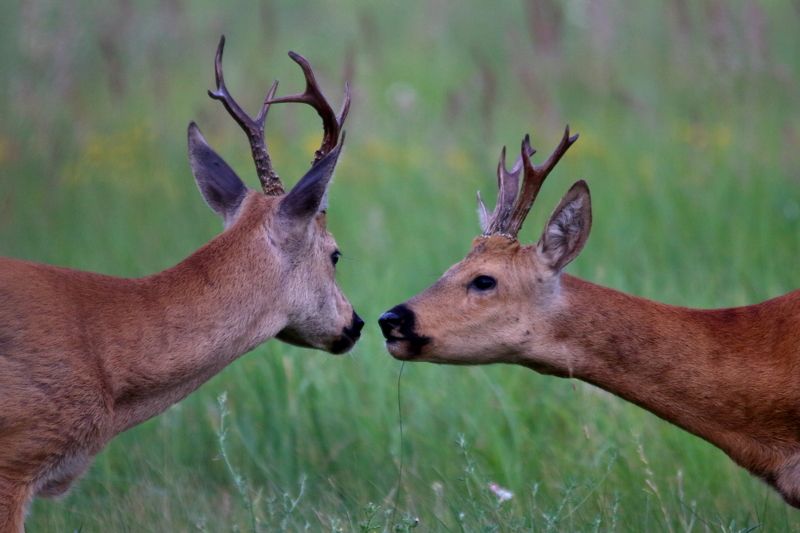 животные, природа, звери, млекопитающие, копытные, косули, анималистика, самарская область Мужской разговорphoto preview