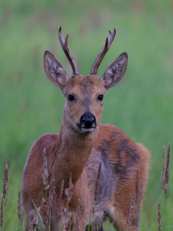 животные, дикая природа, природа, звери, млекопитающие, копытные, косуля, анималистика, самарская область Летним утромphoto preview