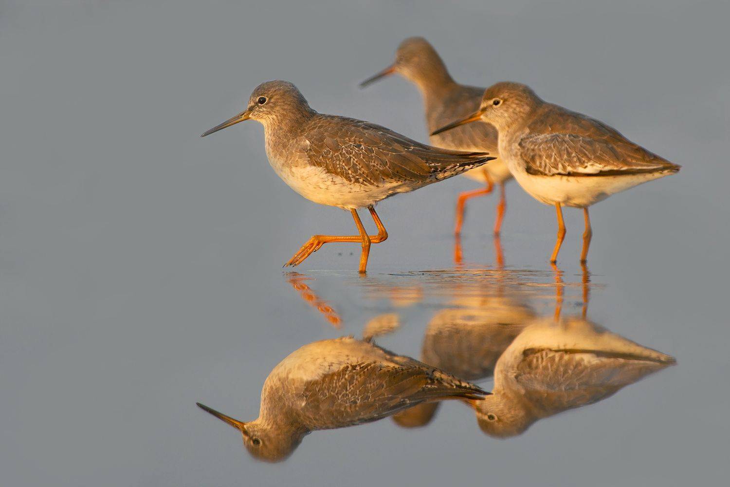 Завтрак. Автор: Евгени Стефанов , Евгени Стефанов