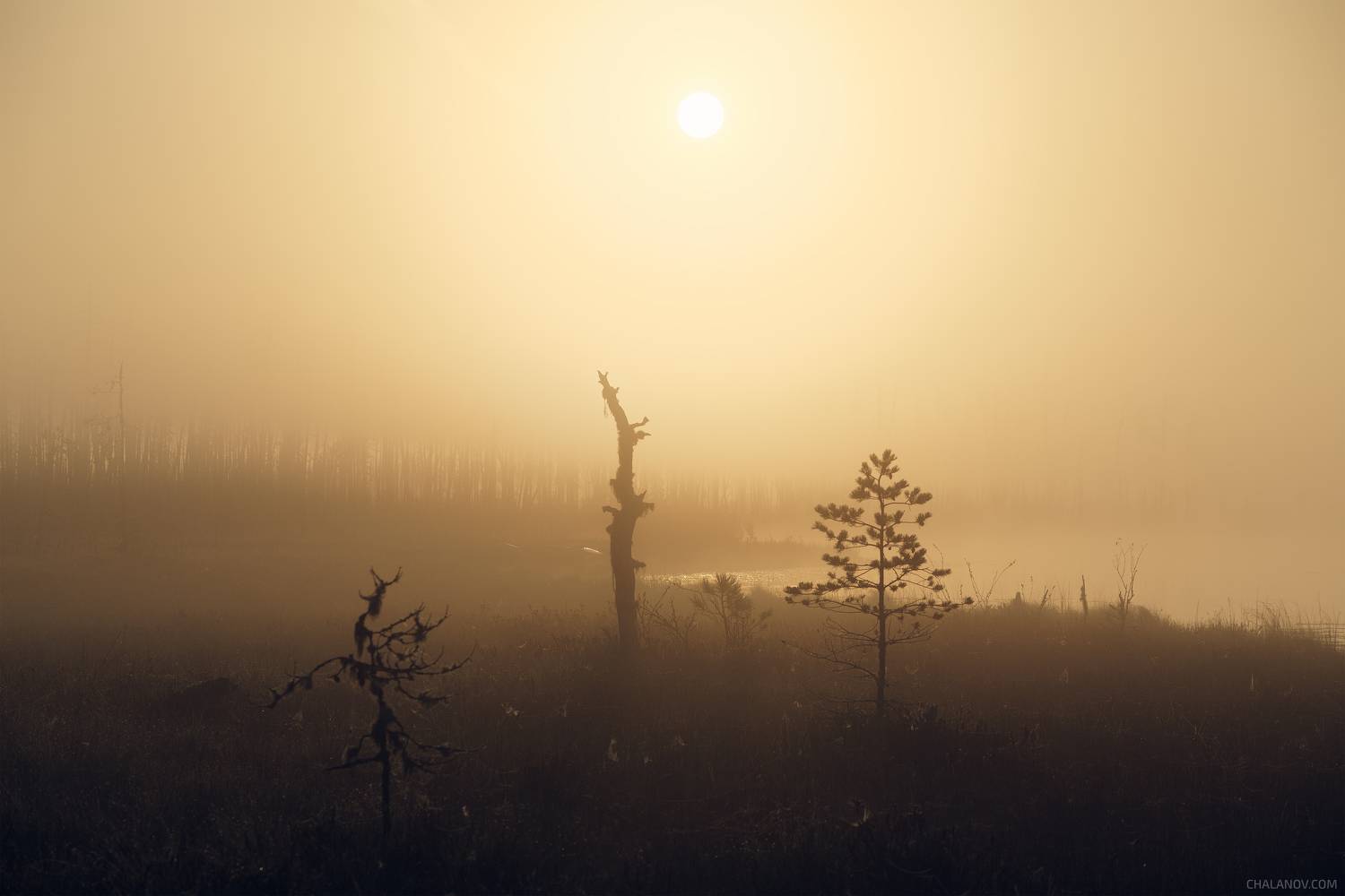 пейзаж, рассвет, сосны, туман, болото, север, озеро, landscape, sunrise, swamp, north, pines, fog, lake, Чаланов Иван