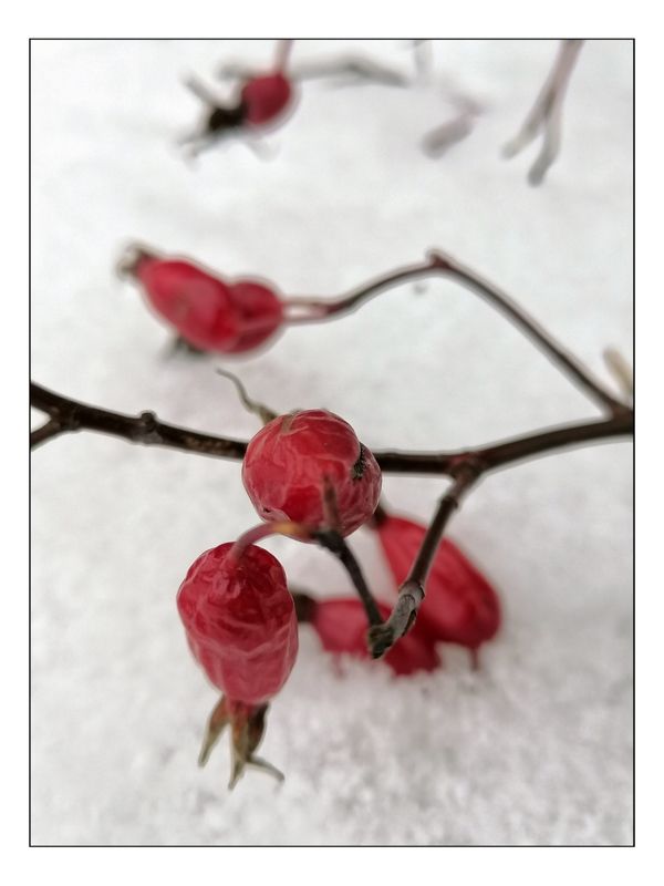 Алые капли шиповника на белом покрывало снегаphoto preview