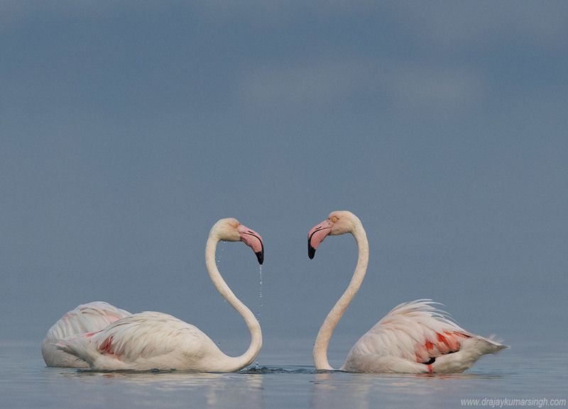 Greater flamingos Greater flamingosphoto preview