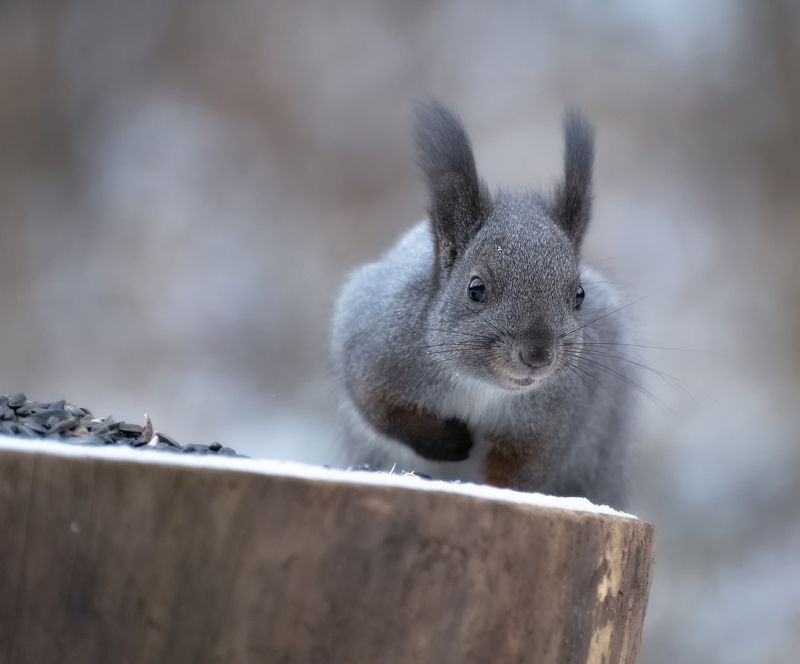 сибирь, белочка, осень, Серая белочкаphoto preview