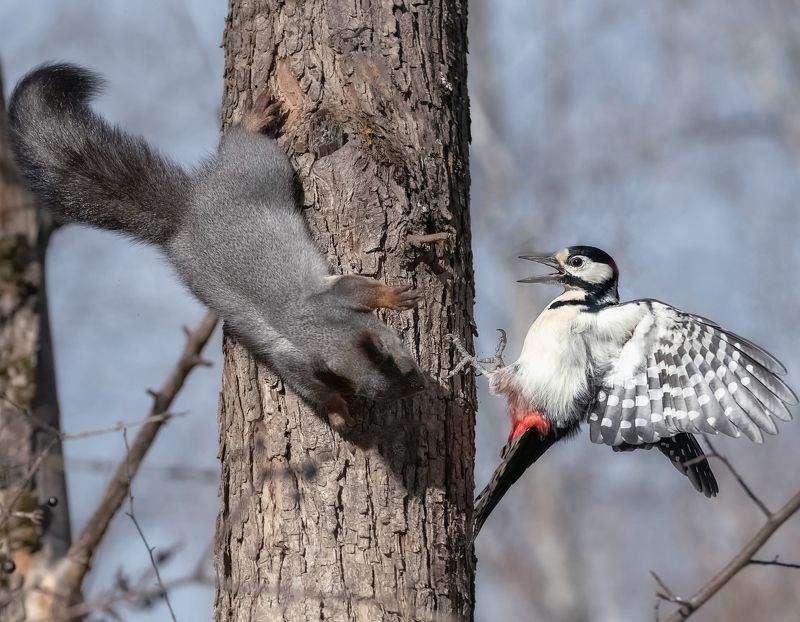 белочка, дятел, осень, сибирь, игры Как белочка дятла напугалаphoto preview