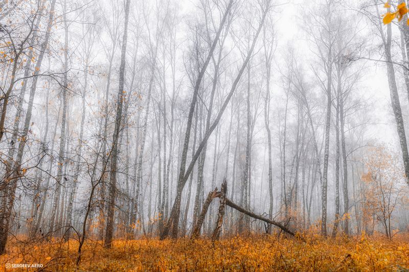 лес, природа, осень, деревья, октябрь, туман, роща, березы, Подмосковье, Россия, forest, nature, autumn, trees, October, fog, grove, birches, Russia Туманно в осеннем лесу | Foggy in the autumn forest фото превью