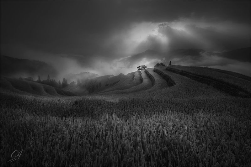 ****Ricephoto preview