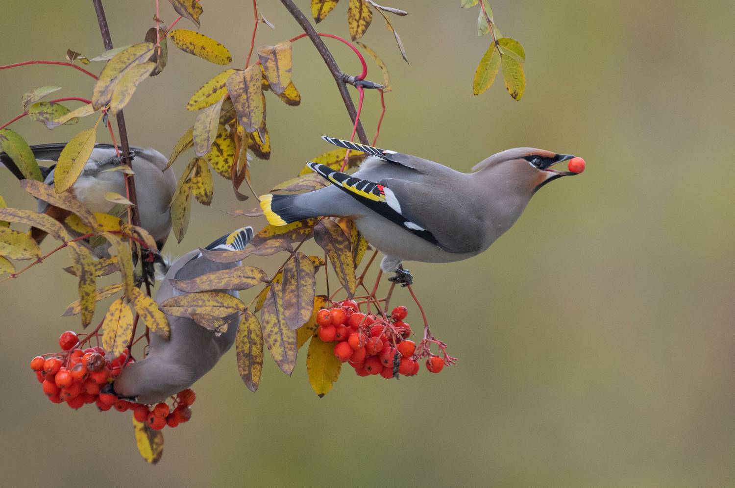 Свиристели прилетели. Автор: Сигушин Руслан птицы, свиристели, осень, рябина, фотоохота, природа, Сигушин Руслан