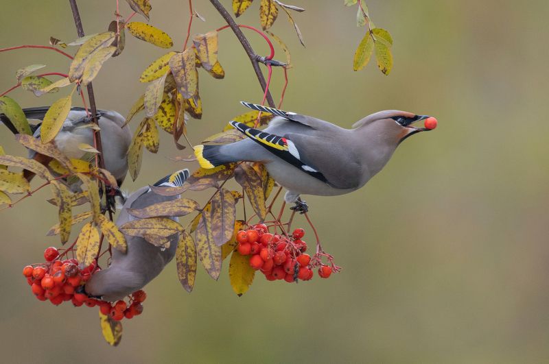 птицы, свиристели, осень, рябина, фотоохота, природа Свиристели прилетелиphoto preview