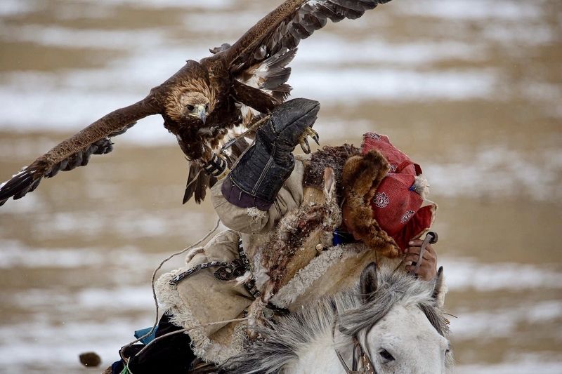 охотник с беркутом, фестиваль монголия, golden eagles Охотник с беркутом. фото превью