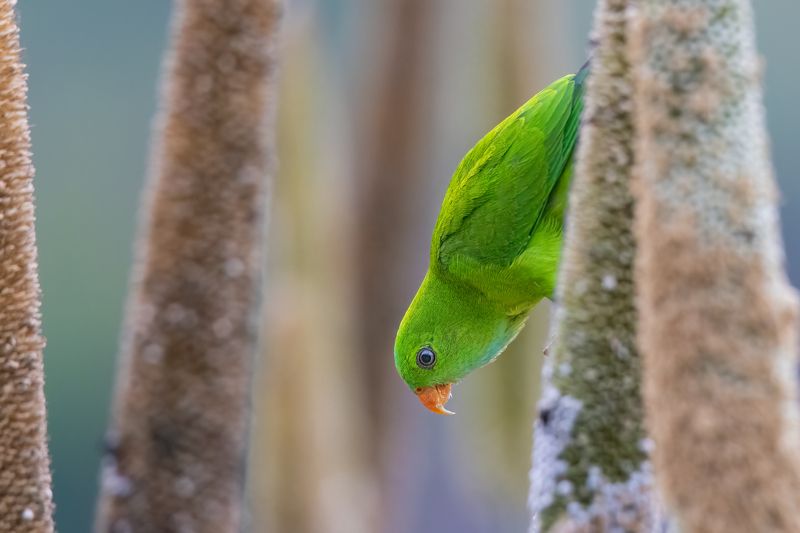 Vernal Hanging Parrotphoto preview