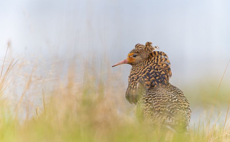 турухтан, ямал, ток, philomachus Турухтан на токуphoto preview