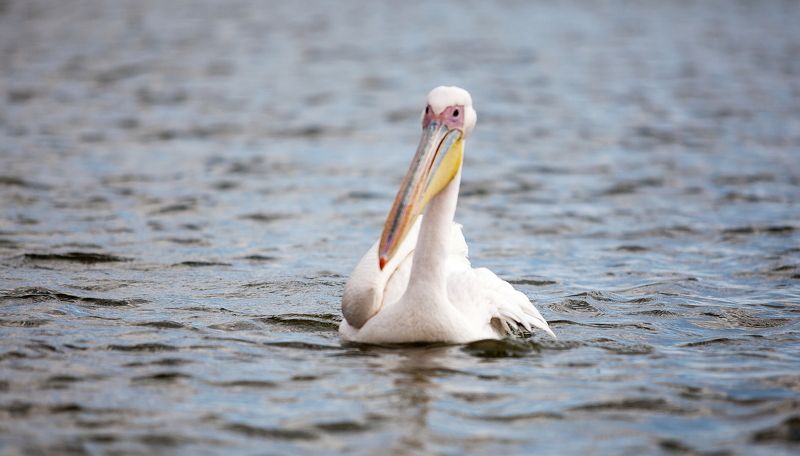 Озеро Найваши, Кения Пеликан Пеликан фото превью