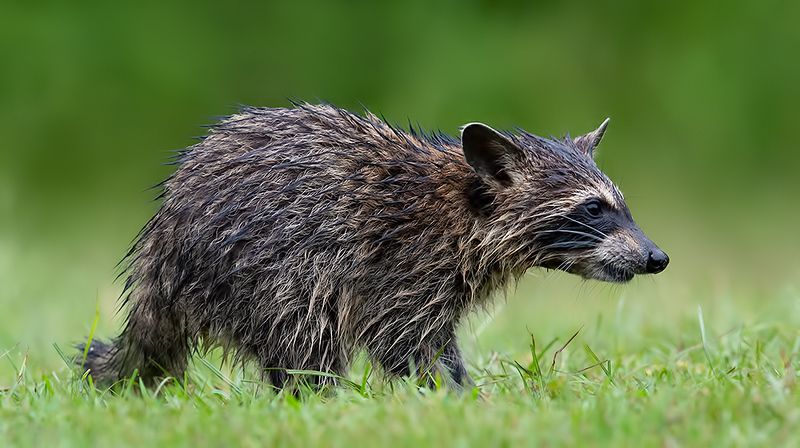 енот обыкновенный, енот-полоскун, raccoon, енот, дикие животные, животные, animals Wet Young Raccoon. Енот-полоскунphoto preview