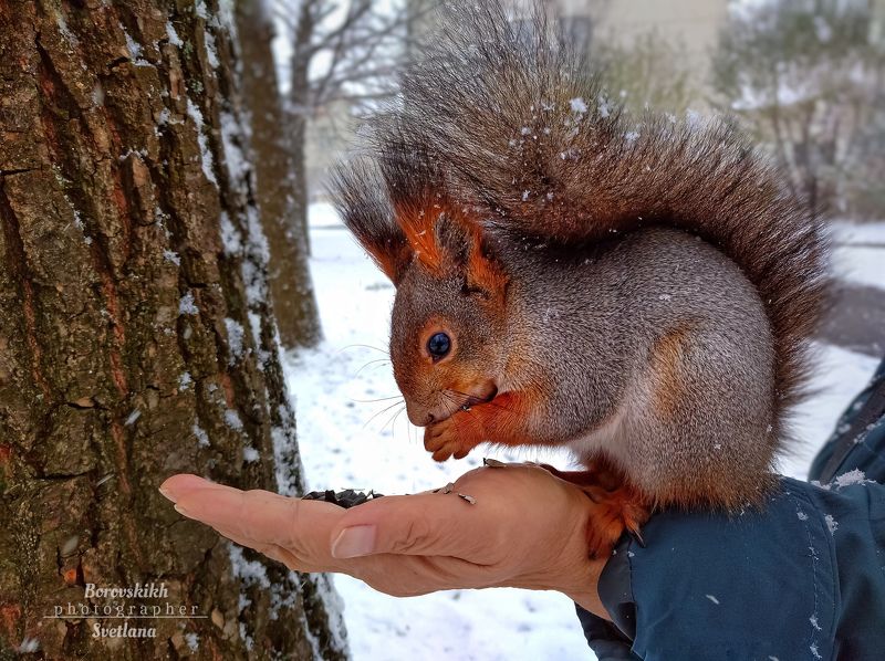белка,кормить белку, животные, пейзаж, природа, Белка там живёт ручная...photo preview