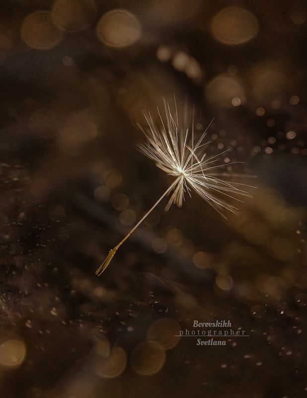 макро,  макро на телефон, macro, macro lens, пушинка, боке, низкий ключ, dark photo, капли, Пушинкаphoto preview