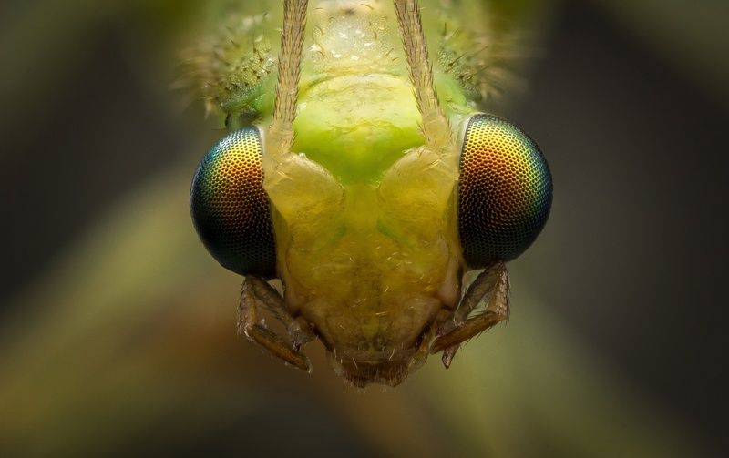 Златоглазкаphoto preview