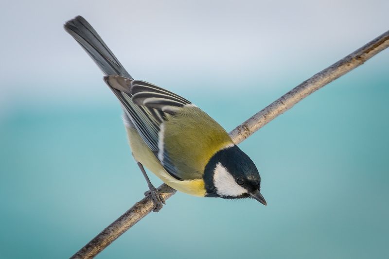большая синица, птицы, birds, wildlife, great tit, parus major Xwitterphoto preview