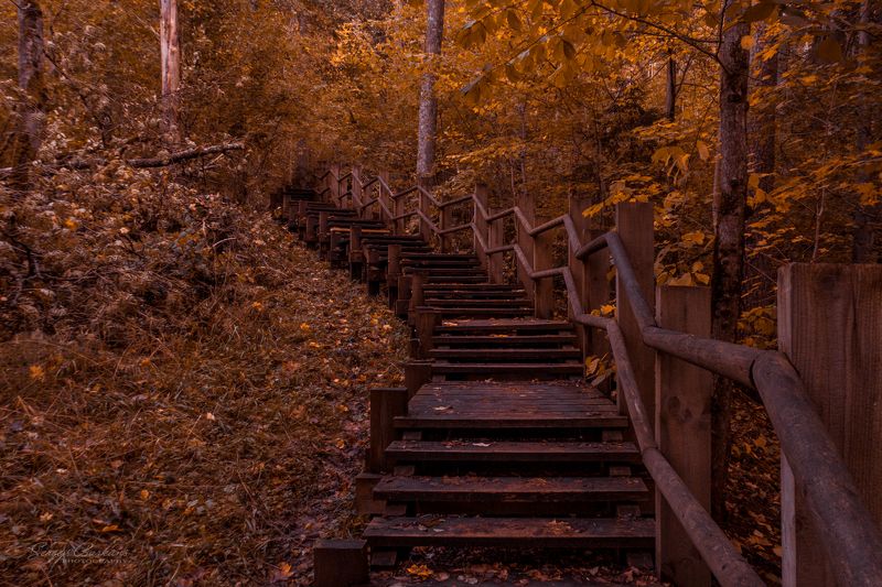 #latvia, #autumn, #fall, #forest, #sigulda, #europe, #stairs, #nature Autumn. Sigulda, Latvia 2023photo preview