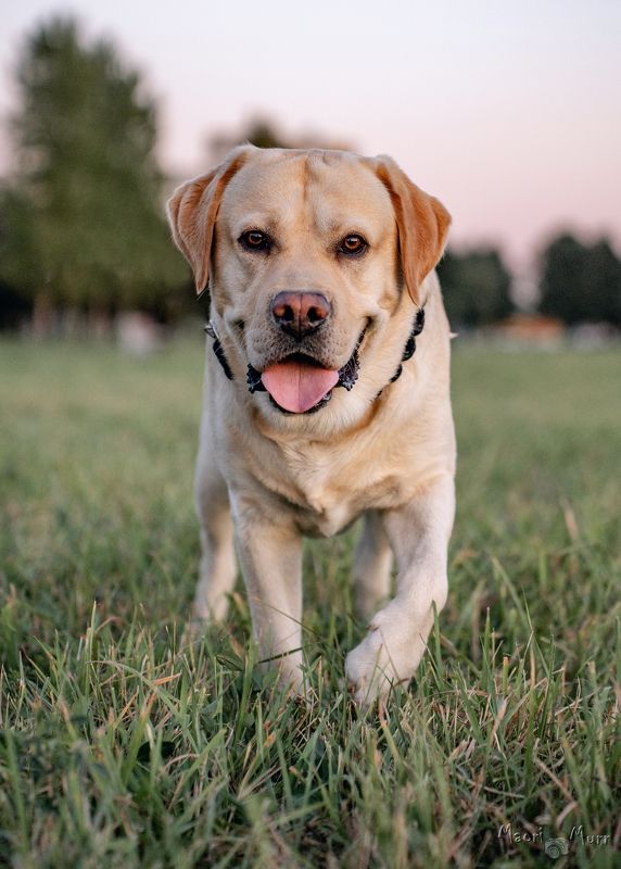 собака, лабрадор Лабрадор на прогулкеphoto preview
