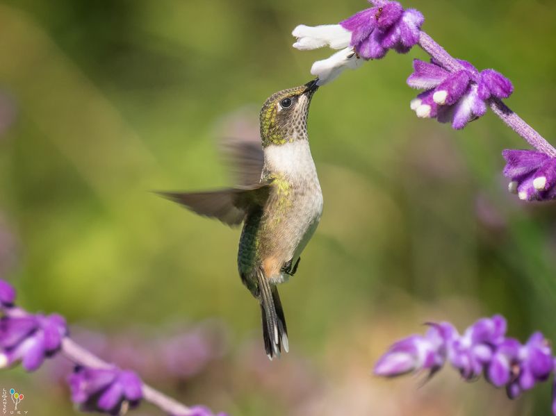 Hummingbirdphoto preview