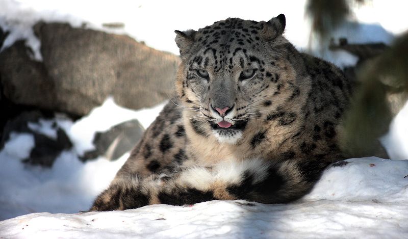 Снежный барсphoto preview