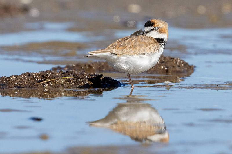 птицы, уругвай ***photo preview