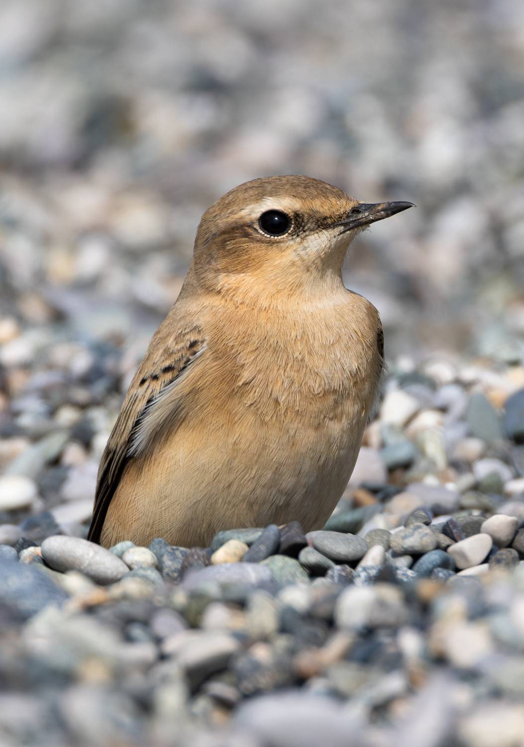 каменка-плясунья, oenanthe isabellina, птицы, фото птиц, Александр Шипиленко
