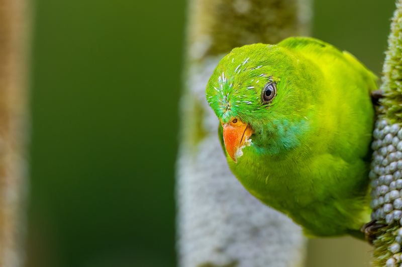 Vernal Hanging Parrot photo preview