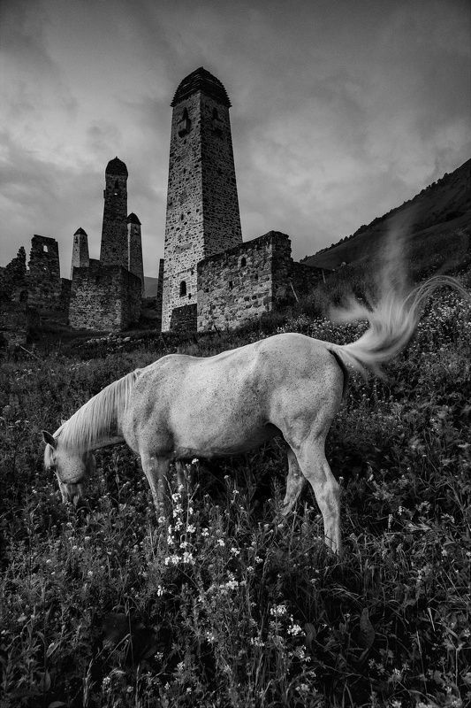 ингушетия, башенный комплекс эрзи, лошадь Ингушские мотивыphoto preview