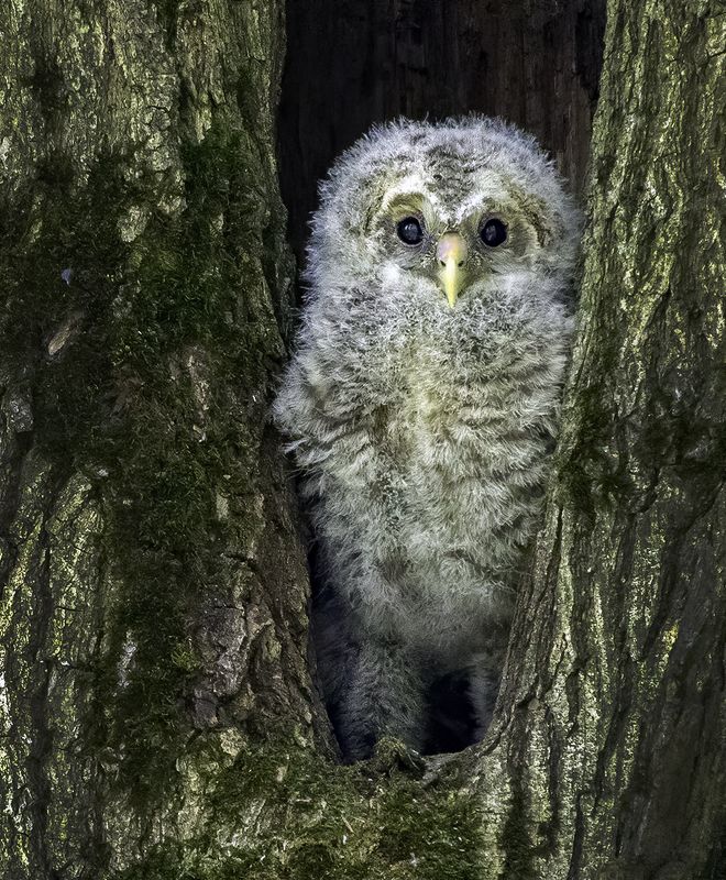 птенец, гнездо, выход Первый выходphoto preview