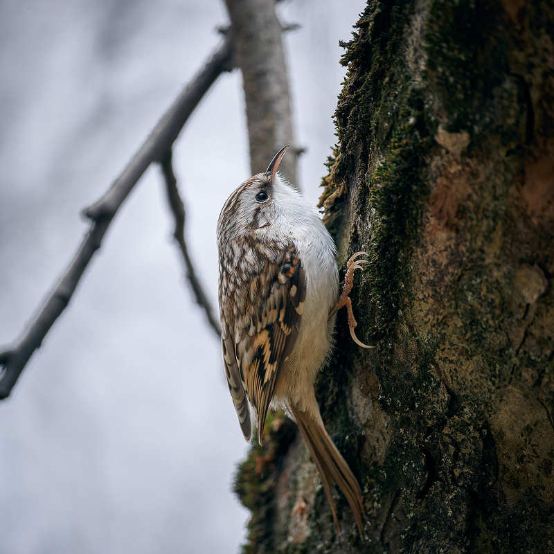 пищуха Пищухаphoto preview