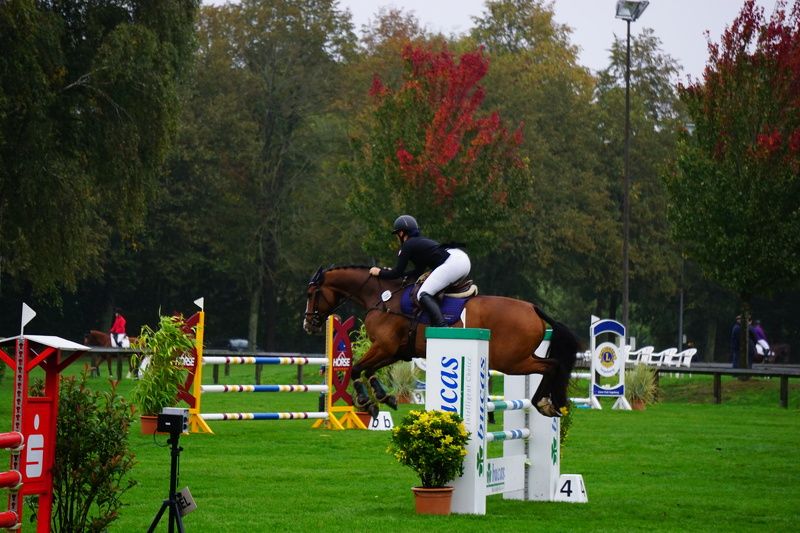 Лошадь  Ипподром photo preview