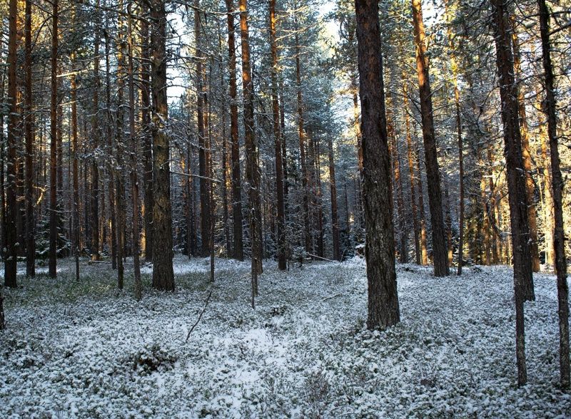 Осенний лес.photo preview