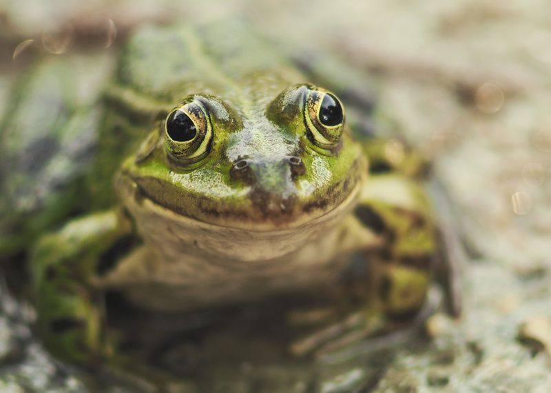 frog, macro, лягушка, макро, зелёный Smilephoto preview