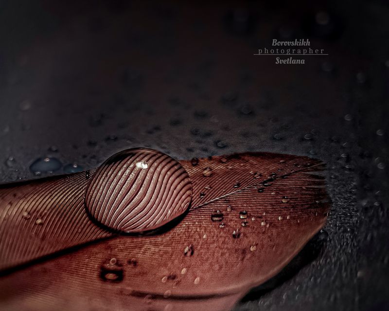 макро,  макро на телефон, macro, macro lens, капля, перо, низкий ключ, dark photo Капляphoto preview