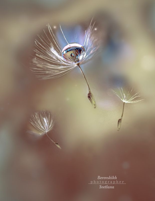 макро,  макро на телефон, macro, macro lens, капля, пушинки, Пушинки...photo preview