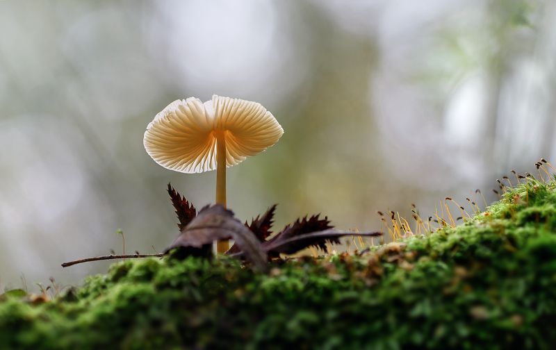 поганка, гриб, макро, macro Поганочкаphoto preview