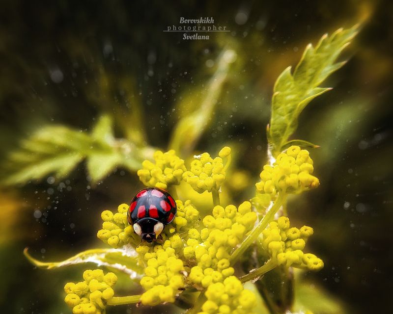 макро,  макро на телефон, macro, macro lens, божья коровка, боке, низкий ключ, dark photo Божья коровкаphoto preview