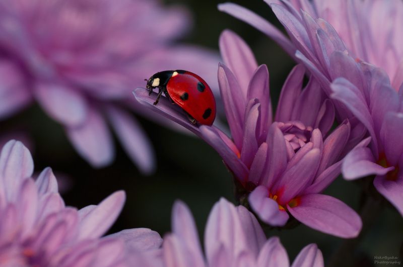 макро, природа, растения, цветы, насекомые, божья коровка, осень, хризантемы, macro, nature, plants, flowers, insects, ladybug, autumn, chrysanthemums, С сердечком на бокуphoto preview