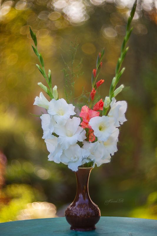 гладиолус, белый, осень, дача, натюрморт Нежной осени букетphoto preview